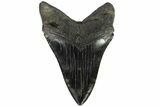 Serrated, Megalodon Tooth - Huge Tooth! #96655-1
